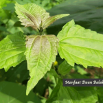 Manfaat Daun Balakacida