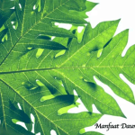 Manfaat Daun Pepaya