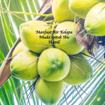 Air Kelapa Muda untuk Ibu Hamil