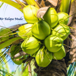 Manfaat Air Kelapa Muda