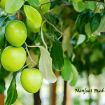 Manfaat Buah Bidara