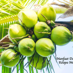 Manfaat Daging Kelapa Muda