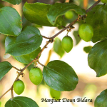 Manfaat Daun Bidara