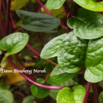 Manfaat Daun Binahong Merah