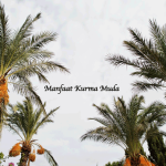 Manfaat Kurma Muda