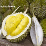 Manfaat Durian