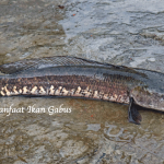 Manfaat Ikan Gabus