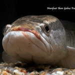 Manfaat Ikan Gabus Pasca Operasi