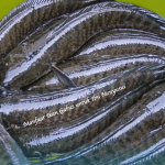 Manfaat Ikan Gabus untuk Ibu Menyusui