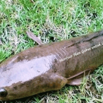 Manfaat Ikan Gabus untuk Lambung