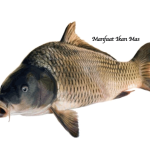 Manfaat Ikan Mas