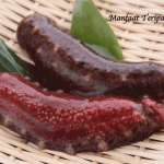 Manfaat Teripang Emas