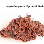 Manfaat sarang semut
