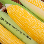 Efek Samping Makan Jagung Berlebihan