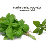 Manfaat Basil