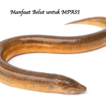 Manfaat Belut untuk MPASI
