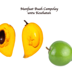 Manfaat Buah Campolay