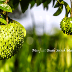Manfaat Buah Sirsak Matang