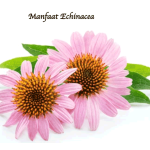Manfaat Echinacea