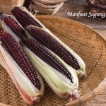 Manfaat Jagung Ungu