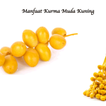 Manfaat Kurma Muda Kuning