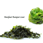 Manfaat Rumput Laut
