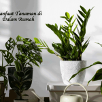 Manfaat Tanaman di Dalam Rumah