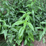 10 Manfaat Daun Sambiloto