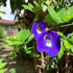 Bunga telang