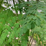 Cara Merebus Daun Kelor
