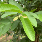 Manfaat Daun Jambu Biji
