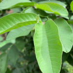 Manfaat Daun Jambu Biji untuk Rambut