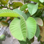 Manfaat Daun Jambu Biji untuk Sakit Gigi