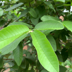 Manfaat Daun Jambu Biji untuk Wajah