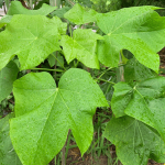 Manfaat Daun Jarak