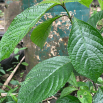 Manfaat Daun Pecah Beling