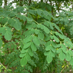 Manfaat Teh Daun Kelor