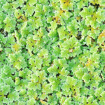 Azolla