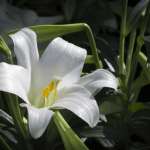 Bunga Lily