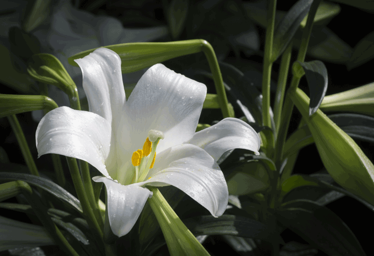 Bunga Lily
