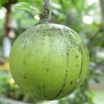 Jeruk Pamelo