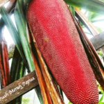 Manfaat Buah Merah Papua