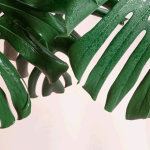 Manfaat Tanaman Monstera