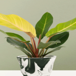 Philodendron