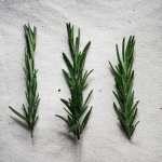 Rosemary