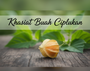 Buah Ciplukan