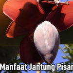 Manfaat Jantung Pisang
