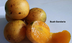 Buah Gandaria