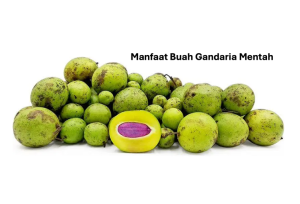 Manfaat Buah Gandaria Mentah