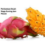 Perbedaan buah naga kuning dan merah